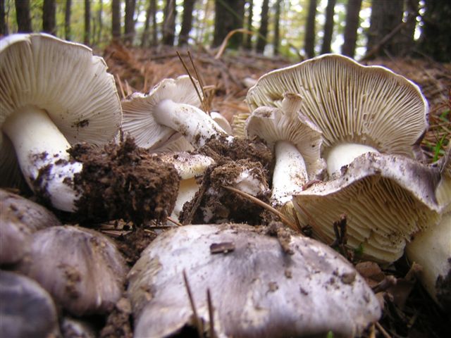 Escursione mirata   a Tricholoma portentosum